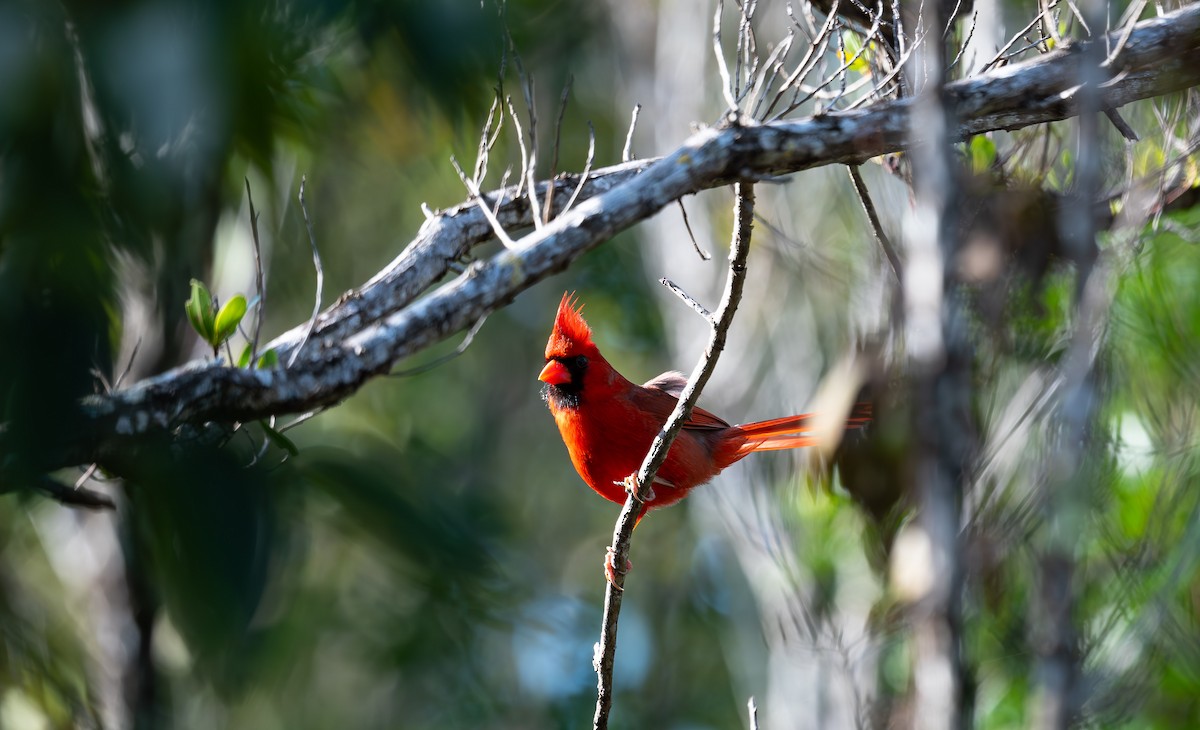 Cardinal rouge (groupe cardinalis) - ML562990151