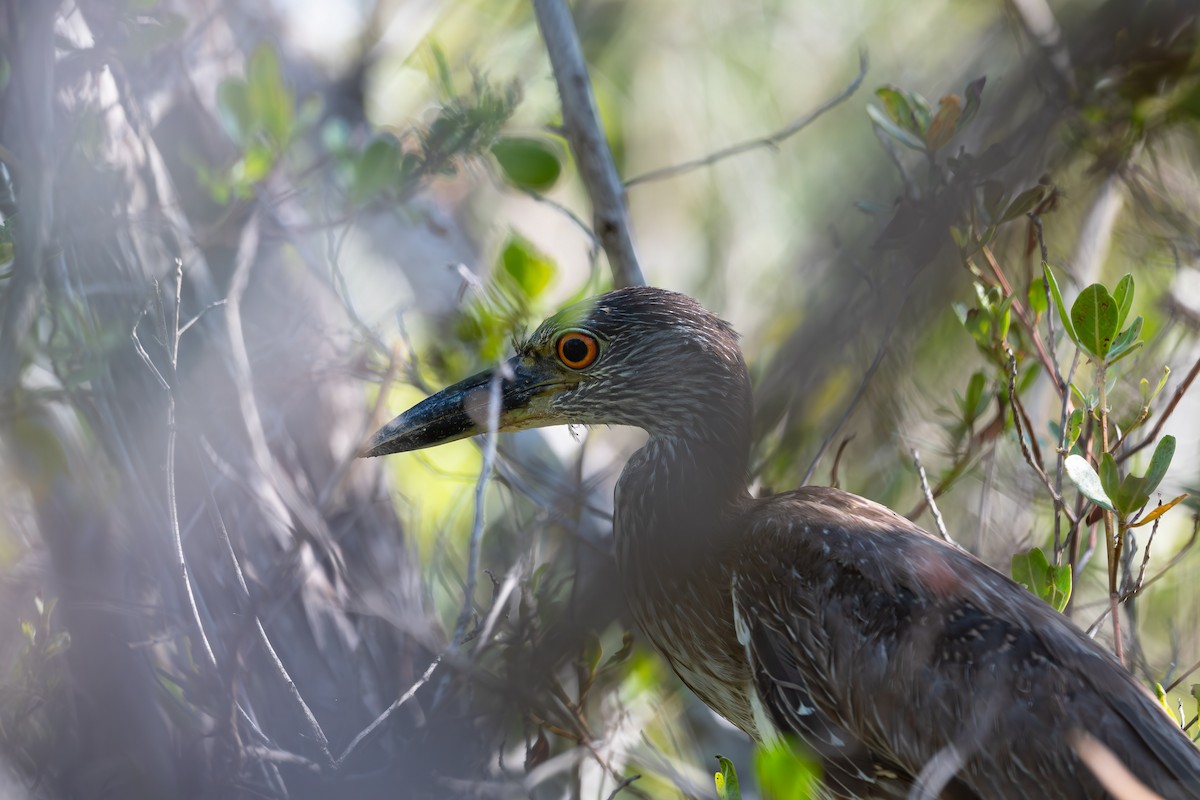 Yellow-crowned Night Heron - ML562990171