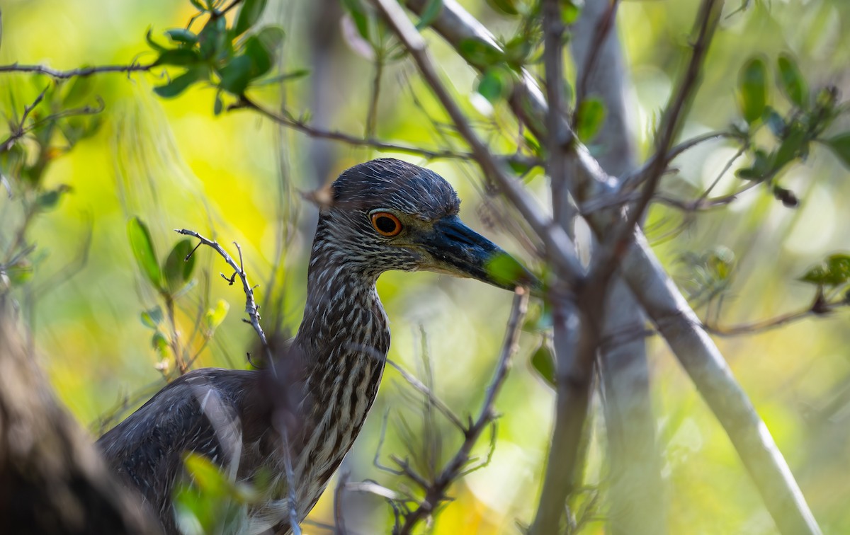 Yellow-crowned Night Heron - ML562990181