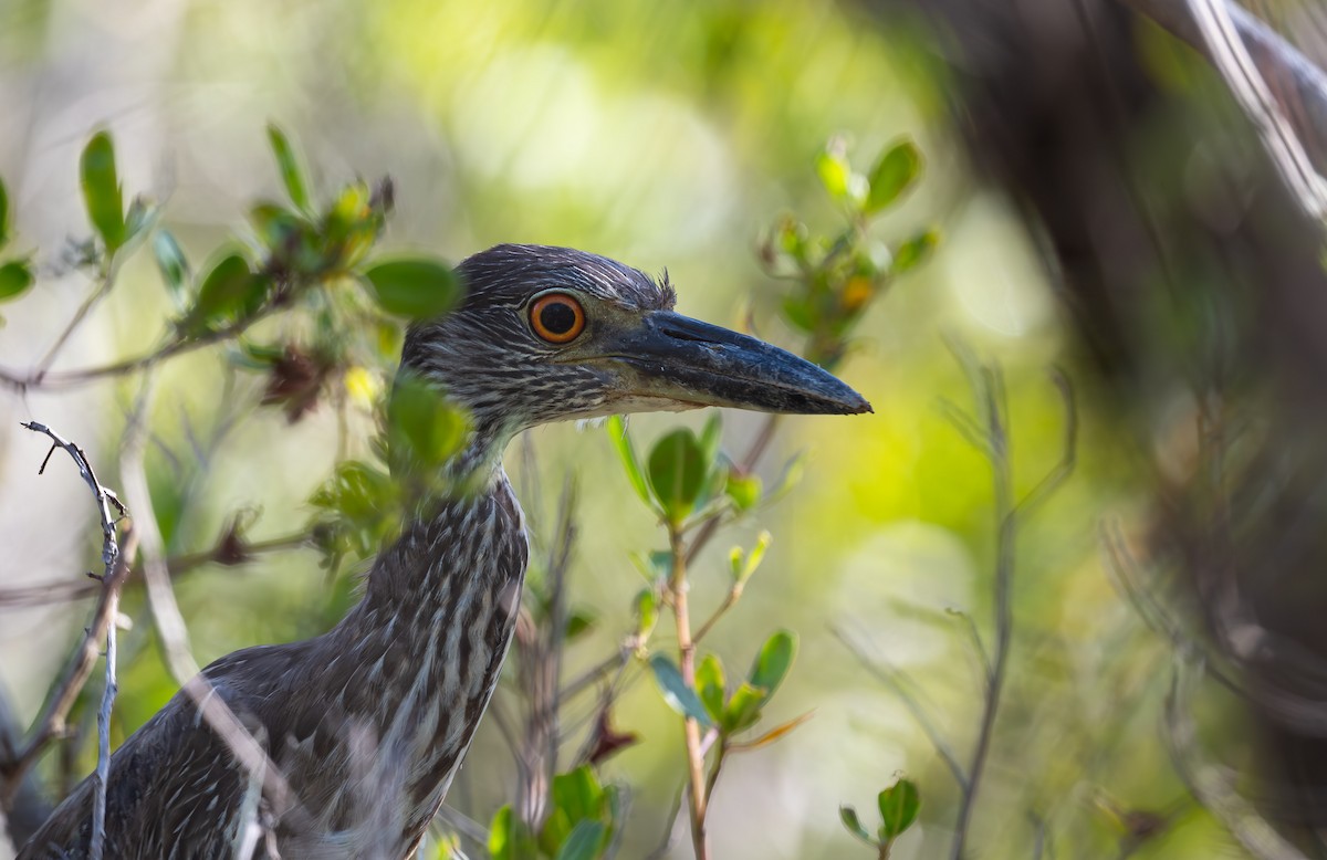 Yellow-crowned Night Heron - ML562990191