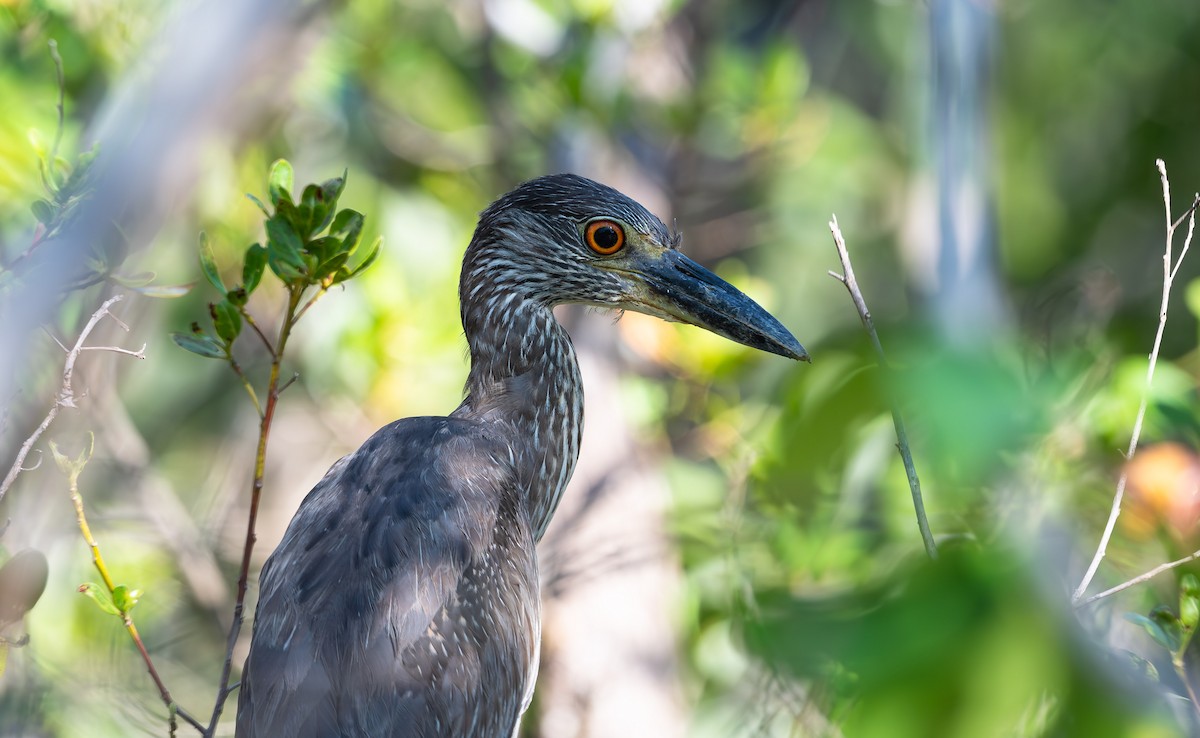 Yellow-crowned Night Heron - ML562990491