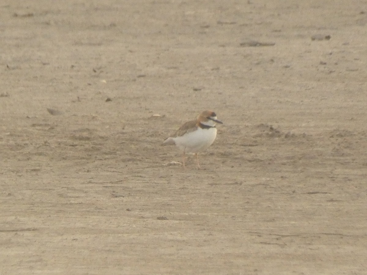 Collared Plover - ML562992191