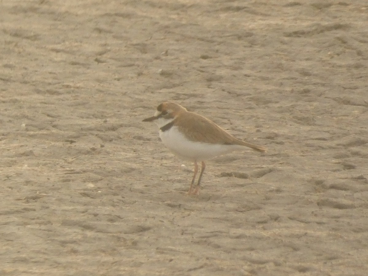 Collared Plover - ML562992201