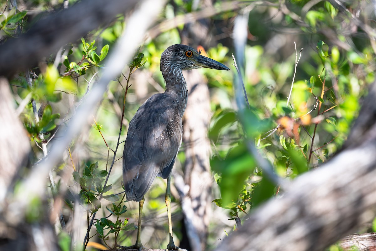 Yellow-crowned Night Heron - ML562993431