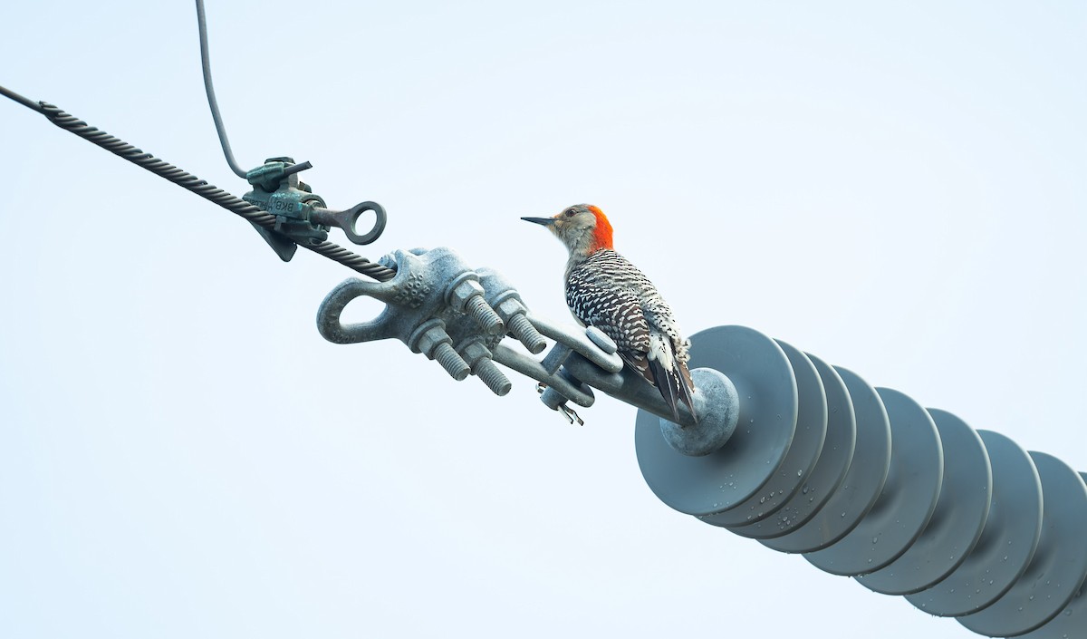 Red-bellied Woodpecker - Eric Francois Roualet