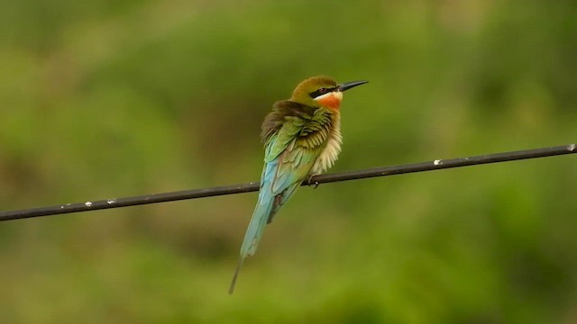 Blue-tailed Bee-eater - ML562995281