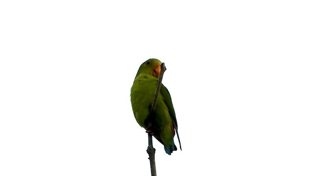 Vernal Hanging-Parrot - ML562995511
