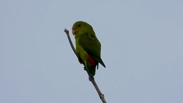 Vernal Hanging-Parrot - ML562995521