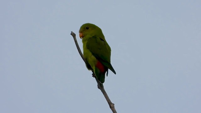 Vernal Hanging-Parrot - ML562995521