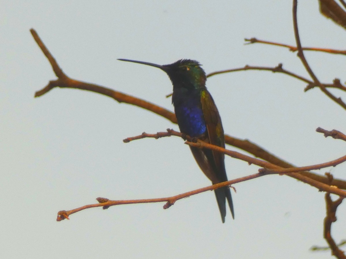 Colibrí de Barbijo - ML562995541