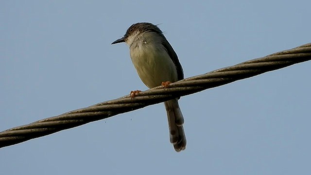 Gray-breasted Prinia - ML562995761