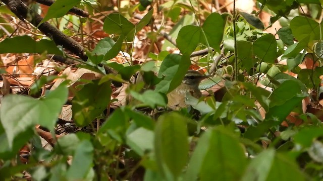 Pale-legged Leaf Warbler - ML562995831