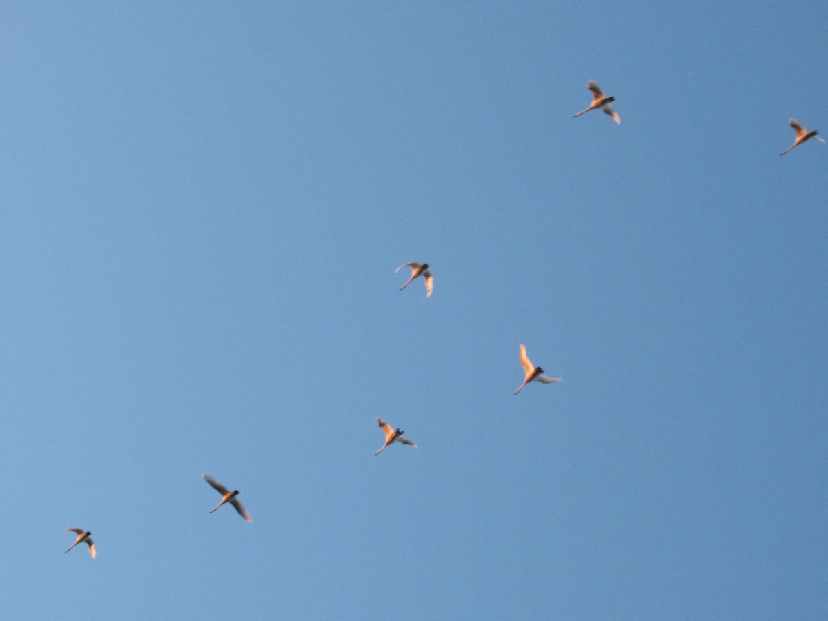 Tundra Swan - ML562995841