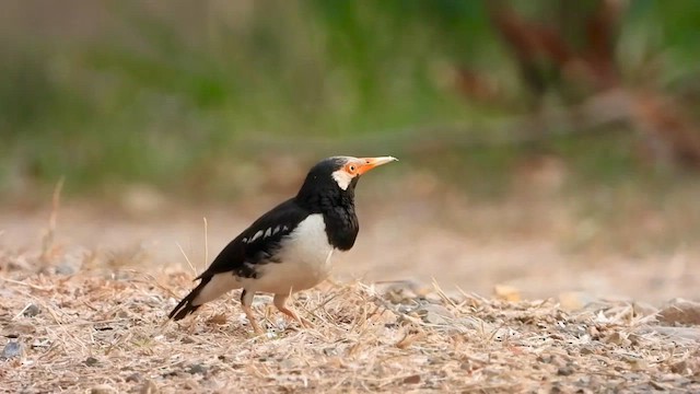 Siamese Pied Starling - ML562995921