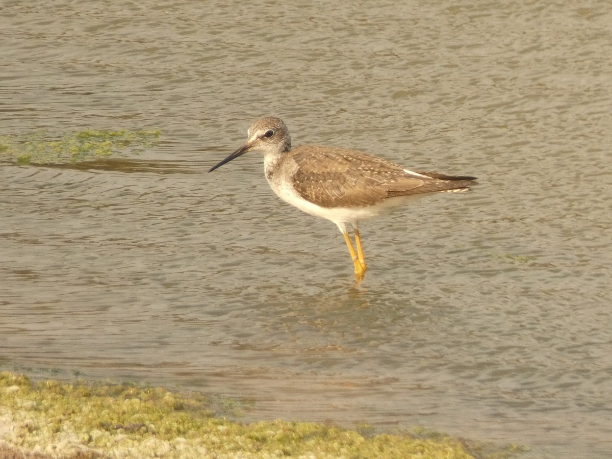 Greater Yellowlegs - ML562996091