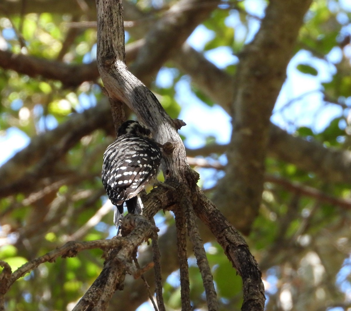 Nuttall's Woodpecker - ML562996381