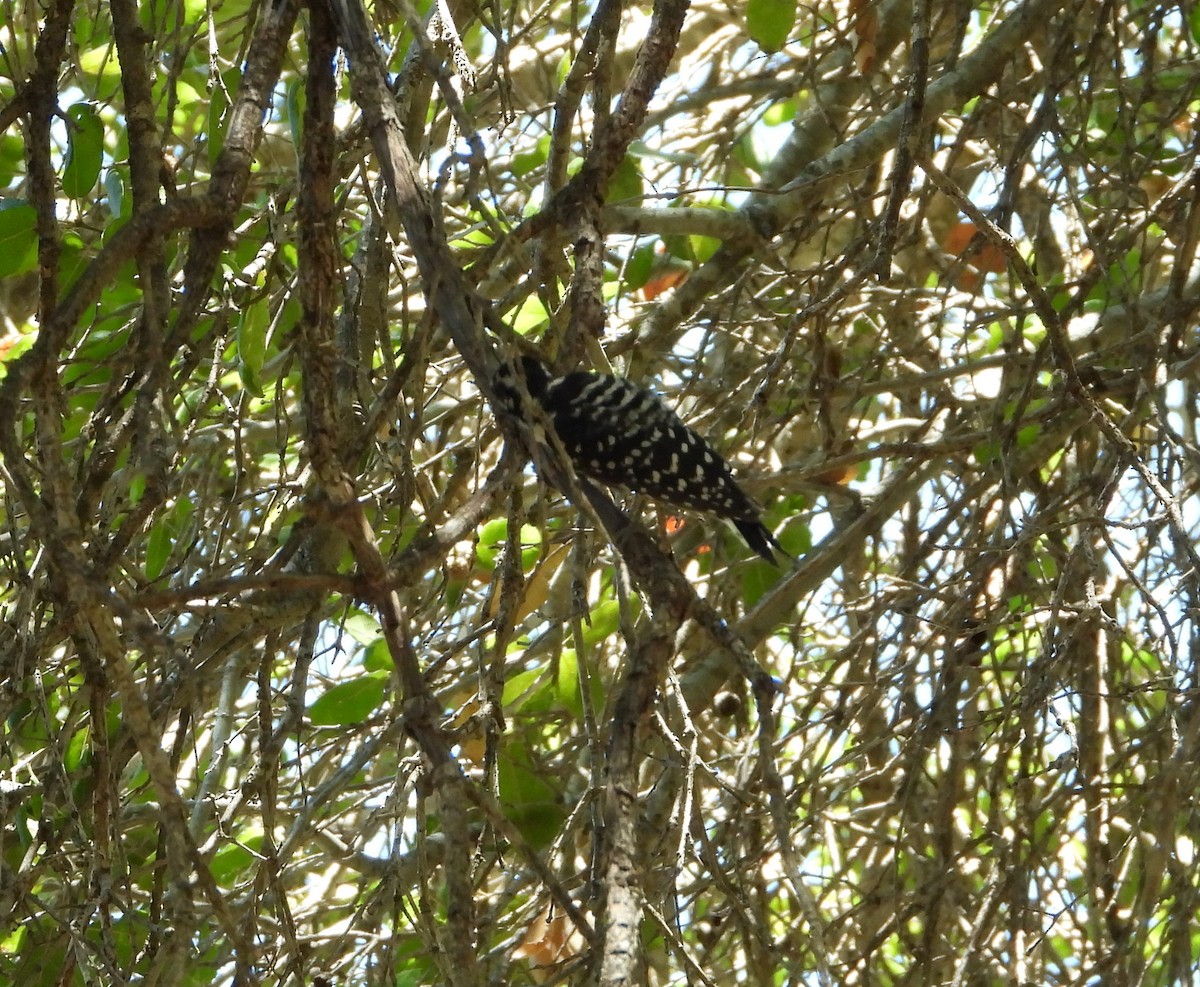 Nuttall's Woodpecker - ML562996391