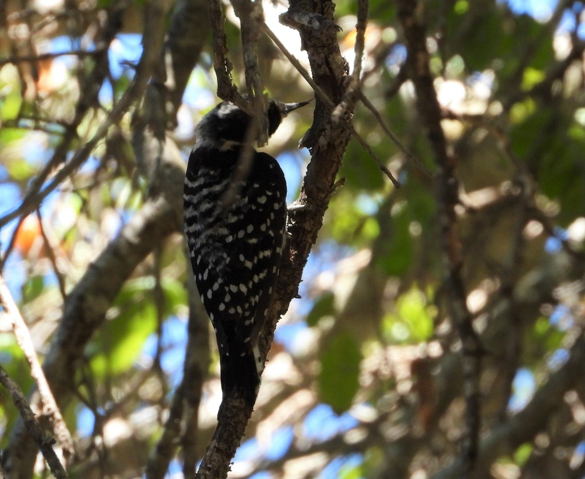 Nuttall's Woodpecker - ML562996411