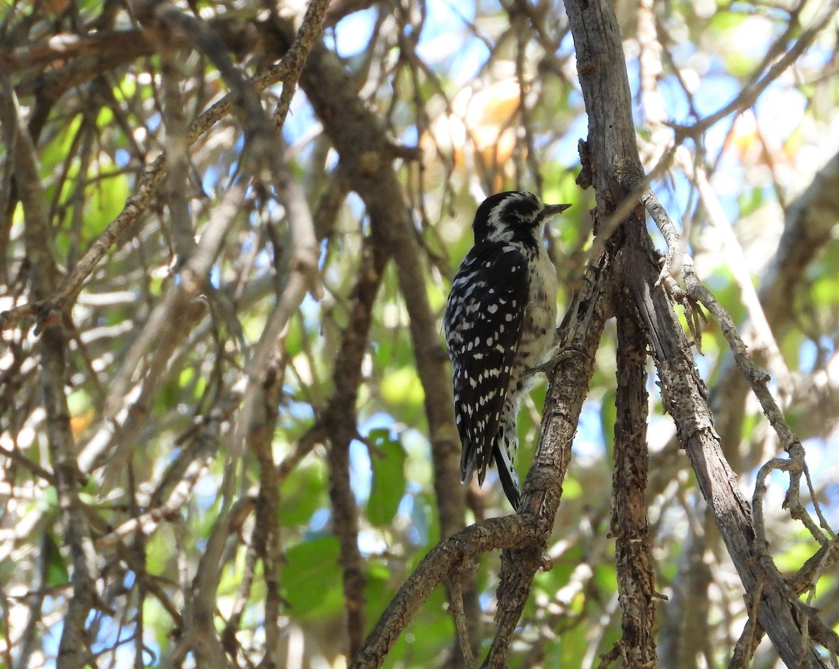 Nuttall's Woodpecker - ML562996431