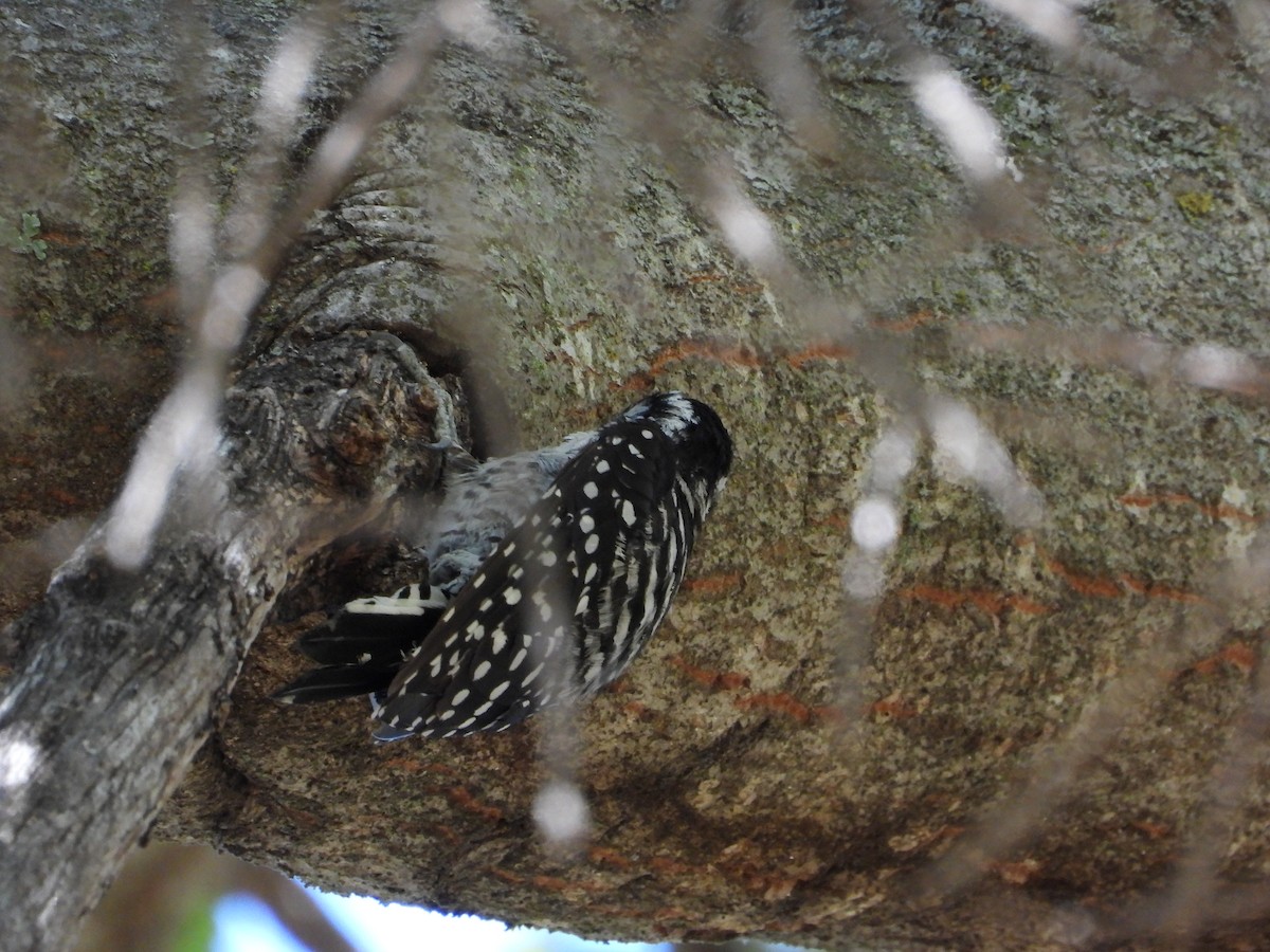 Nuttall's Woodpecker - ML562996441