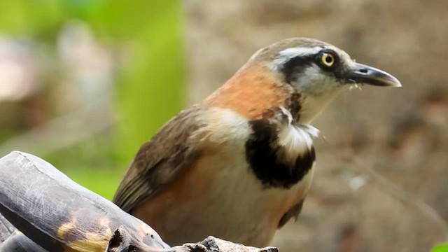 Lesser Necklaced Laughingthrush - ML562997051