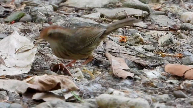 Puff-throated Babbler - ML562997111