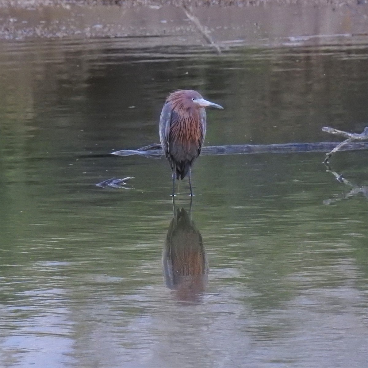 Reddish Egret - ML562997811