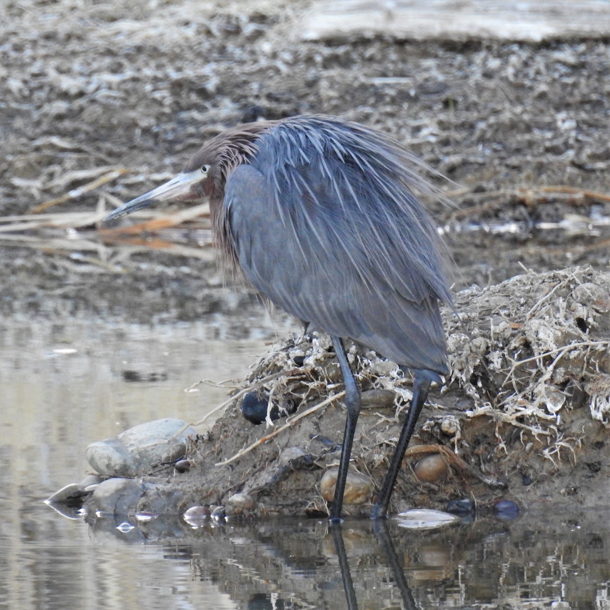 Reddish Egret - ML562997831