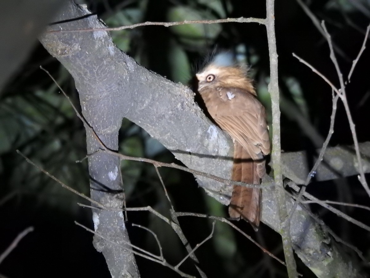 Hodgson's Frogmouth - ML562997951