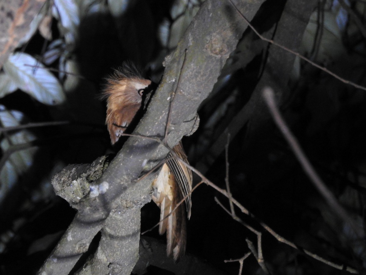 Hodgson's Frogmouth - ML562997991