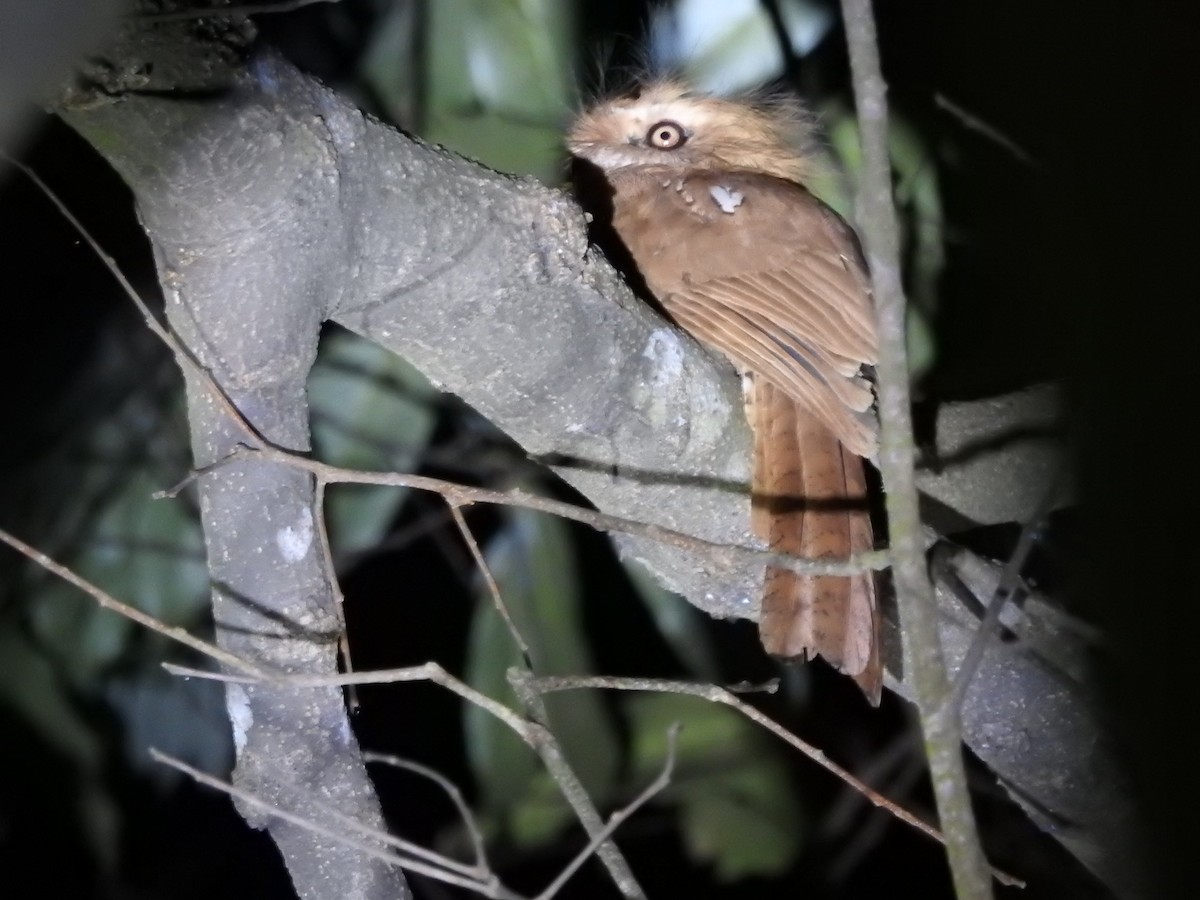 Hodgson's Frogmouth - ML562998011