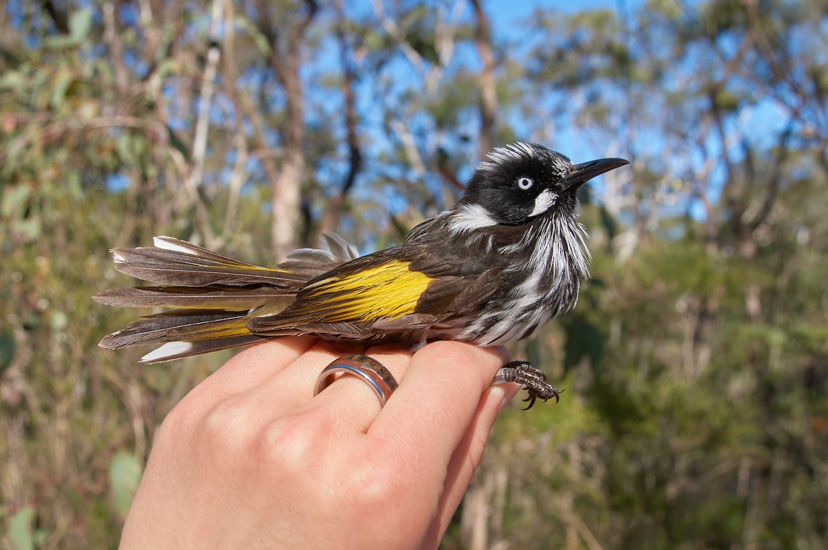 New Holland Honeyeater - ML562999871
