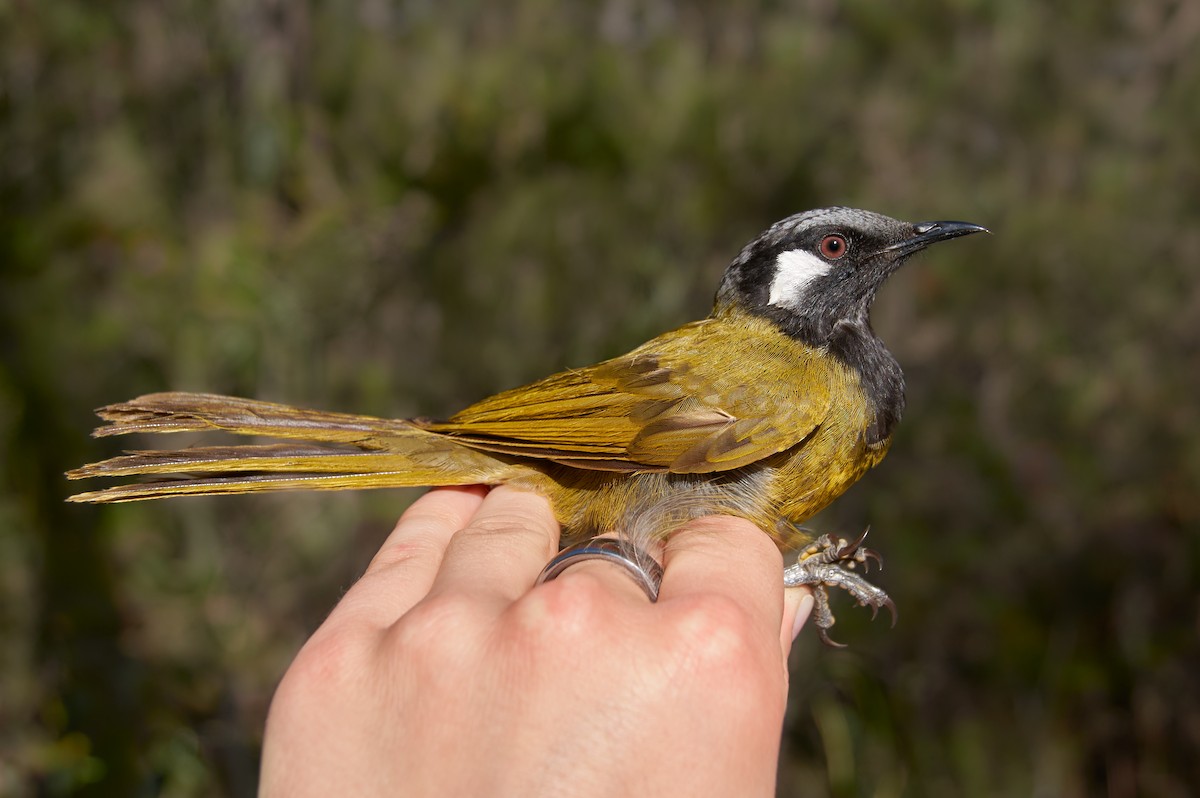 White-eared Honeyeater - ML563001671