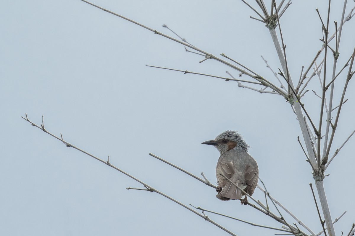 Brown-eared Bulbul - ML563002291