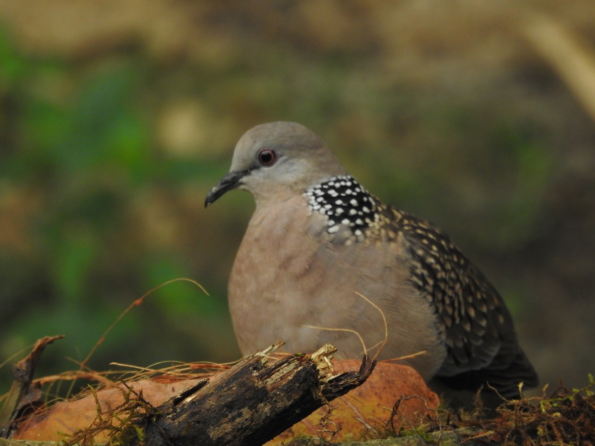 Spotted Dove - Sourav Halder