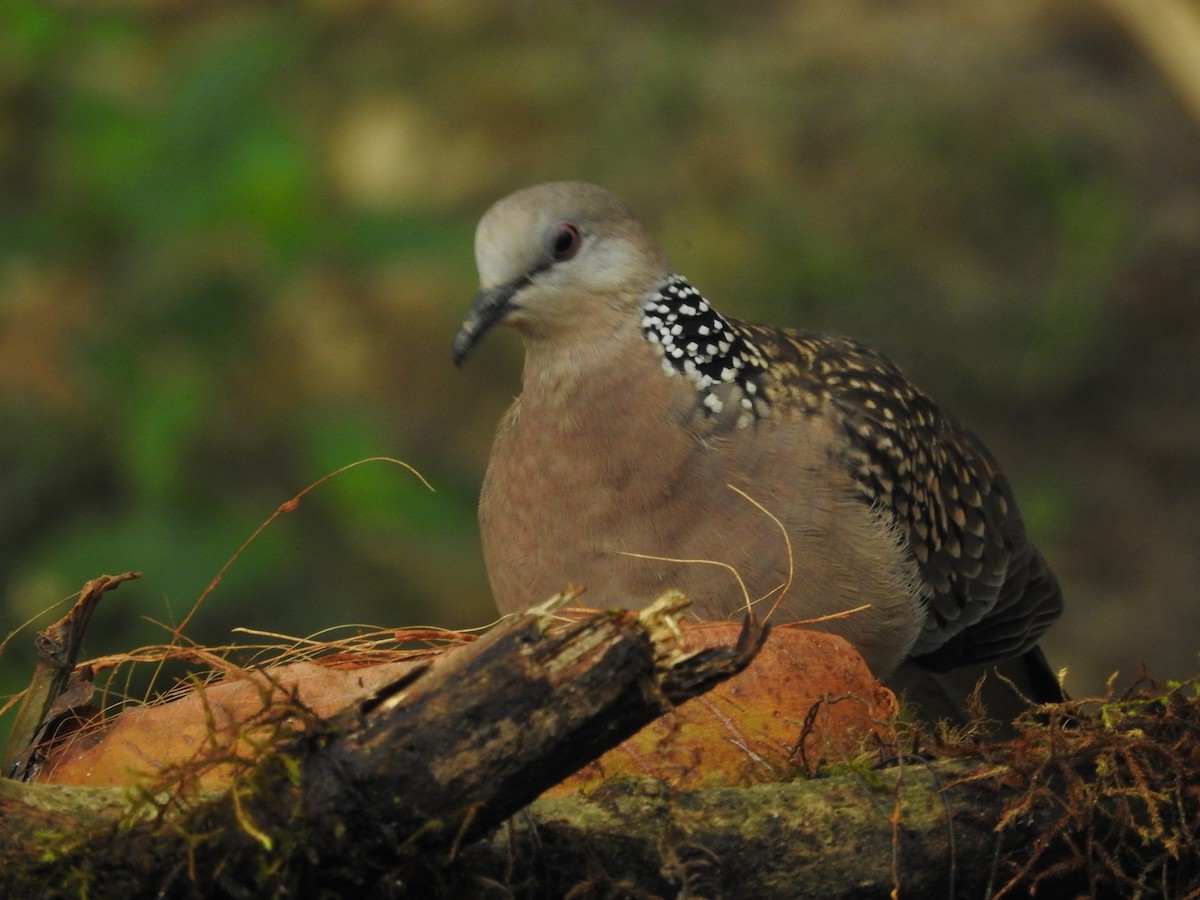Spotted Dove - Sourav Halder