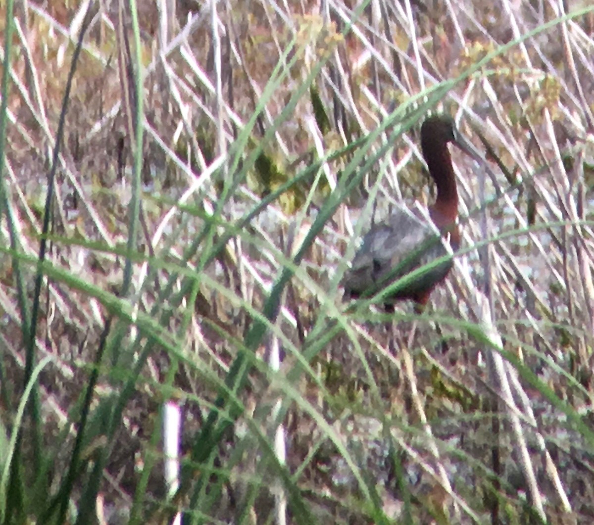 Glossy Ibis - ML56300491