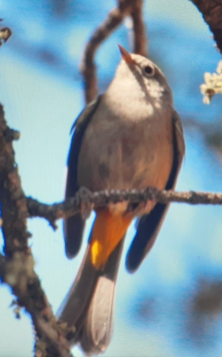 Colima Warbler - ML563004991