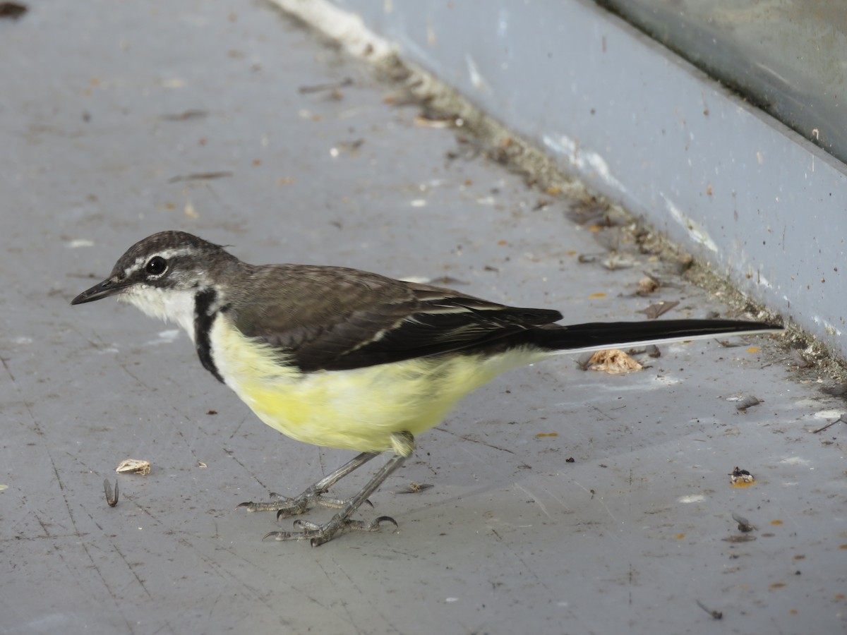 Madagascar Wagtail - ML563005841