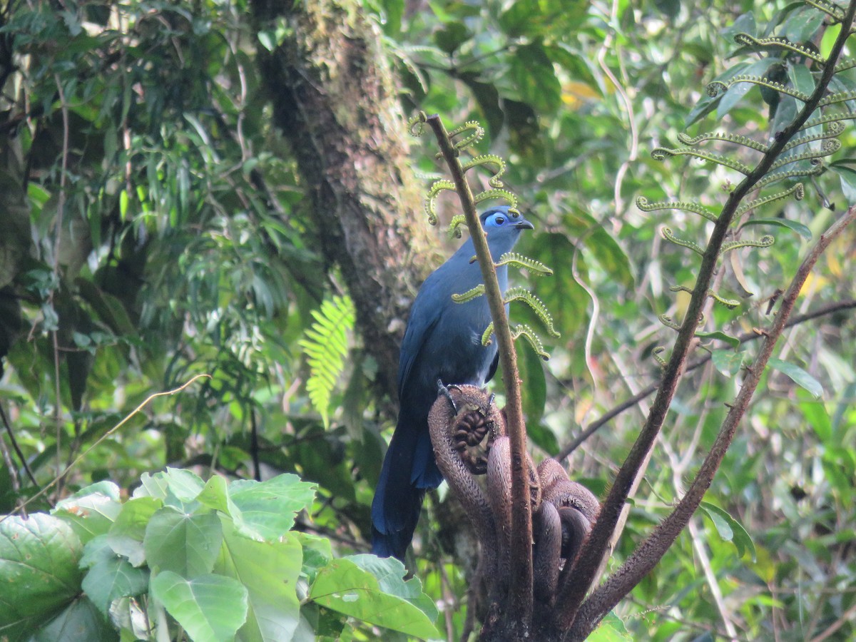 Cúa Azul - ML563005951