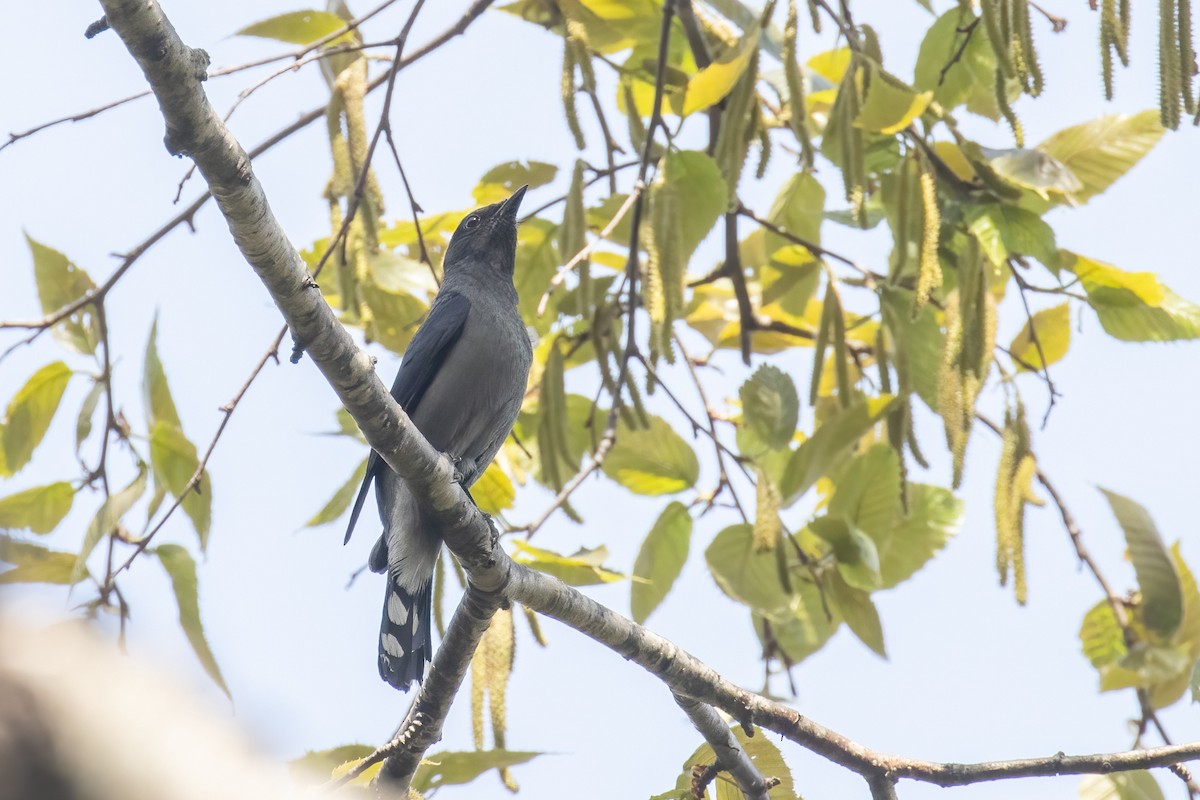 Black-winged Cuckooshrike - Kalpesh Krishna