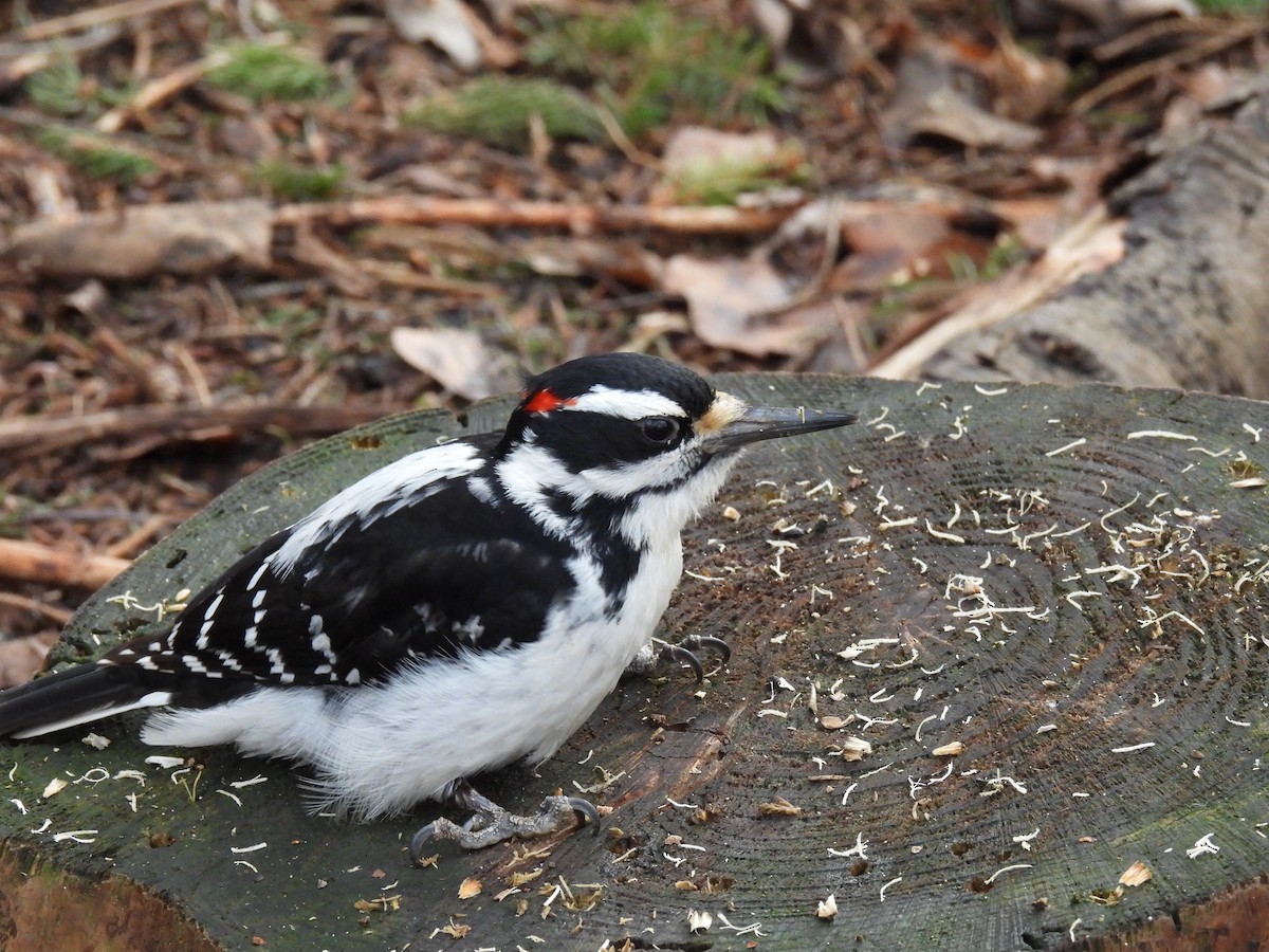 Hairy Woodpecker - ML563006231