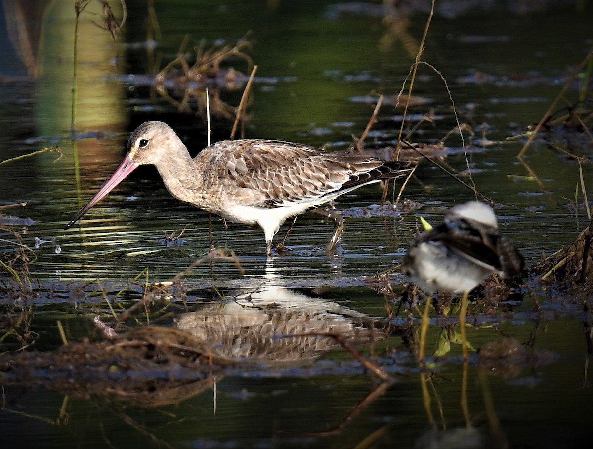 Black-tailed Godwit - ML563006361