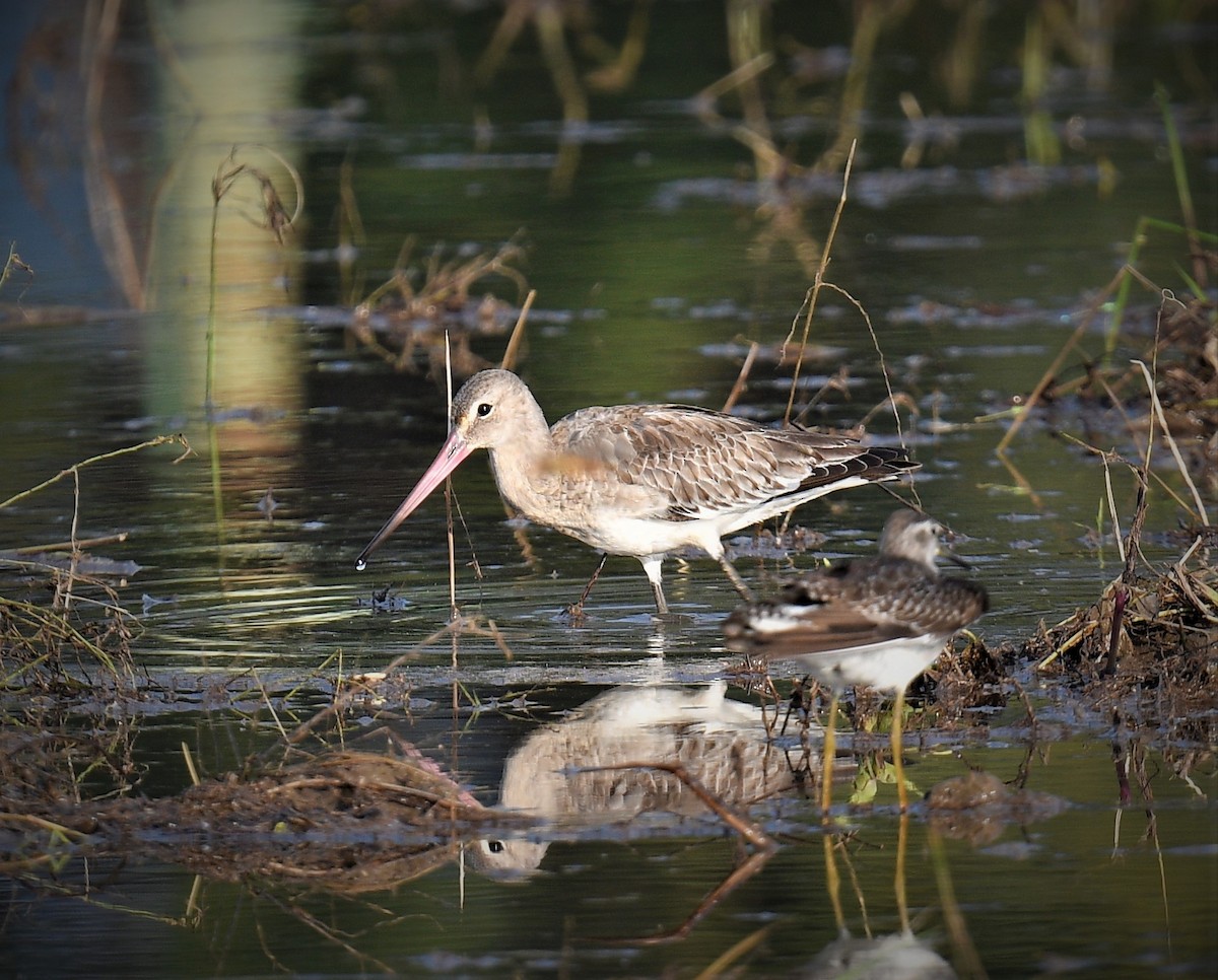 Black-tailed Godwit - ML563006371