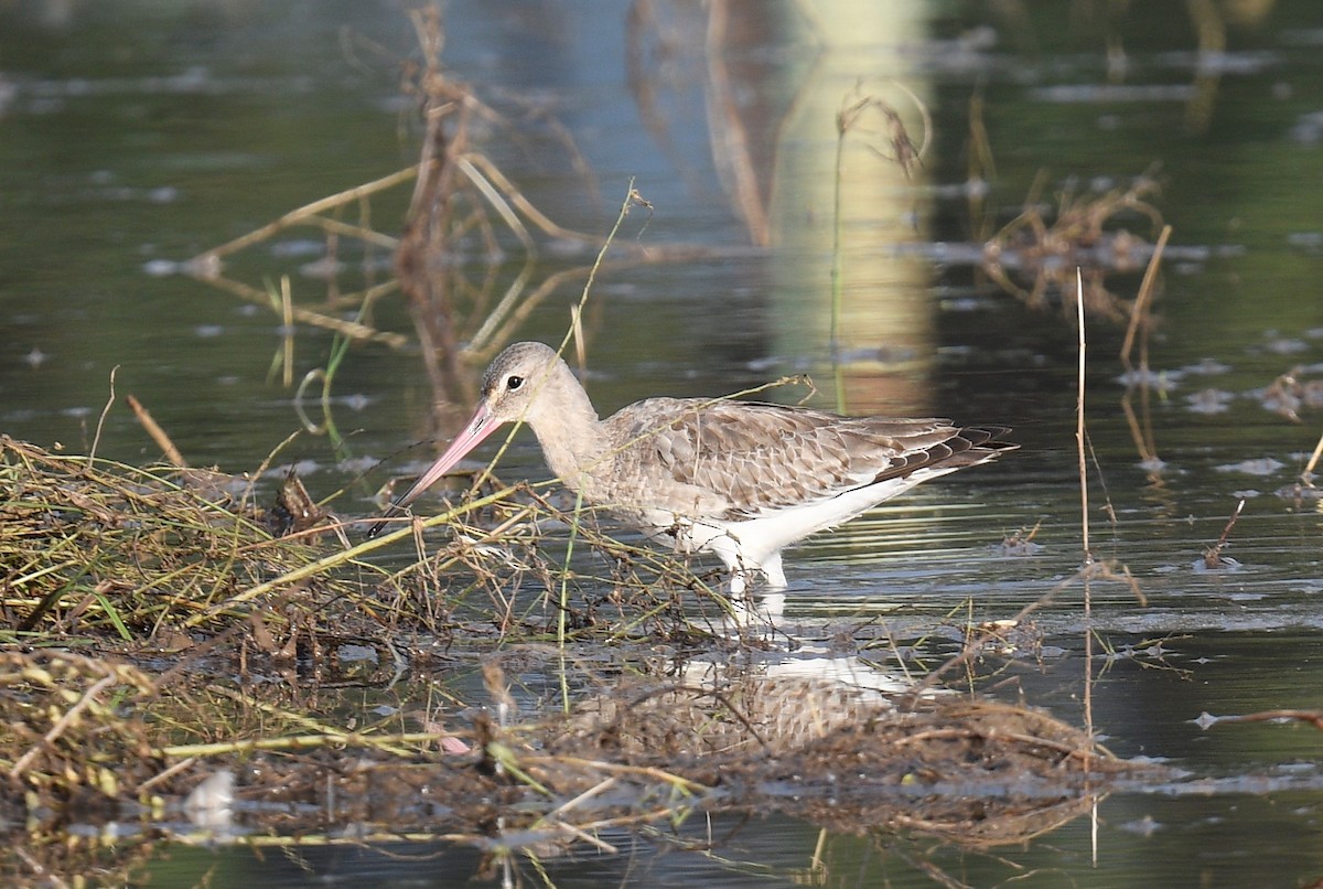 Black-tailed Godwit - ML563006381