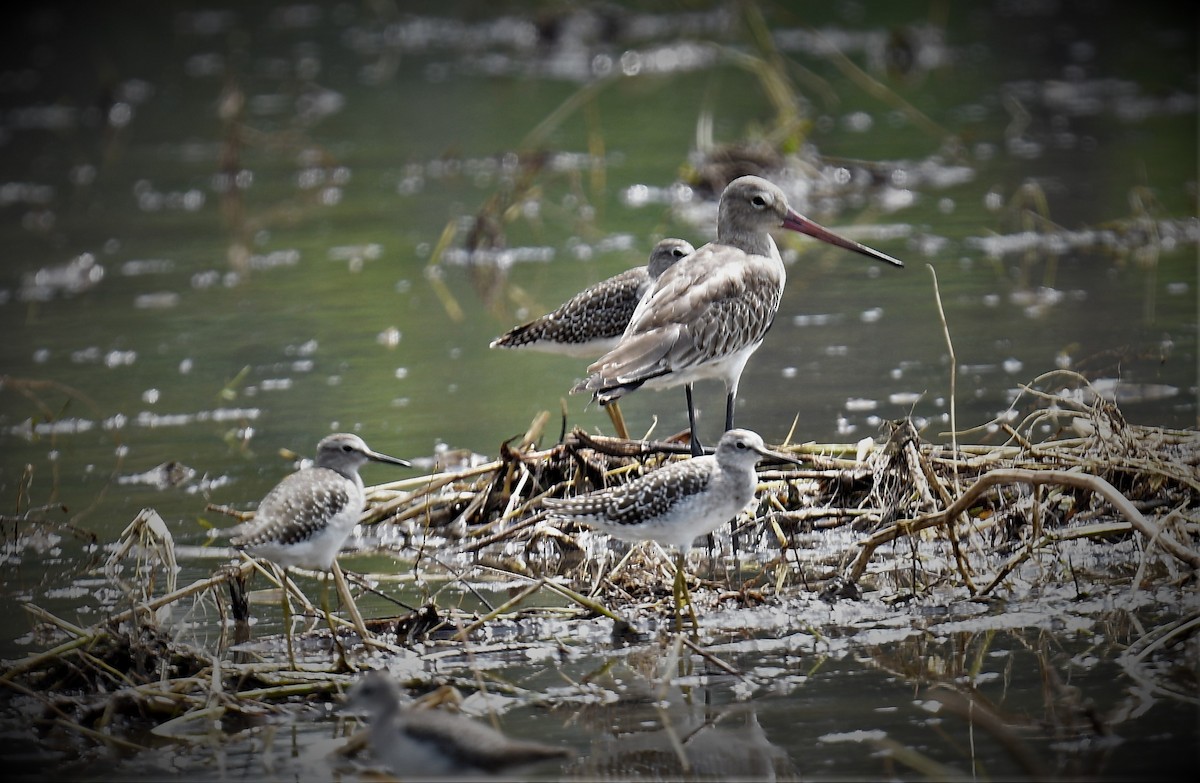 Black-tailed Godwit - ML563006521