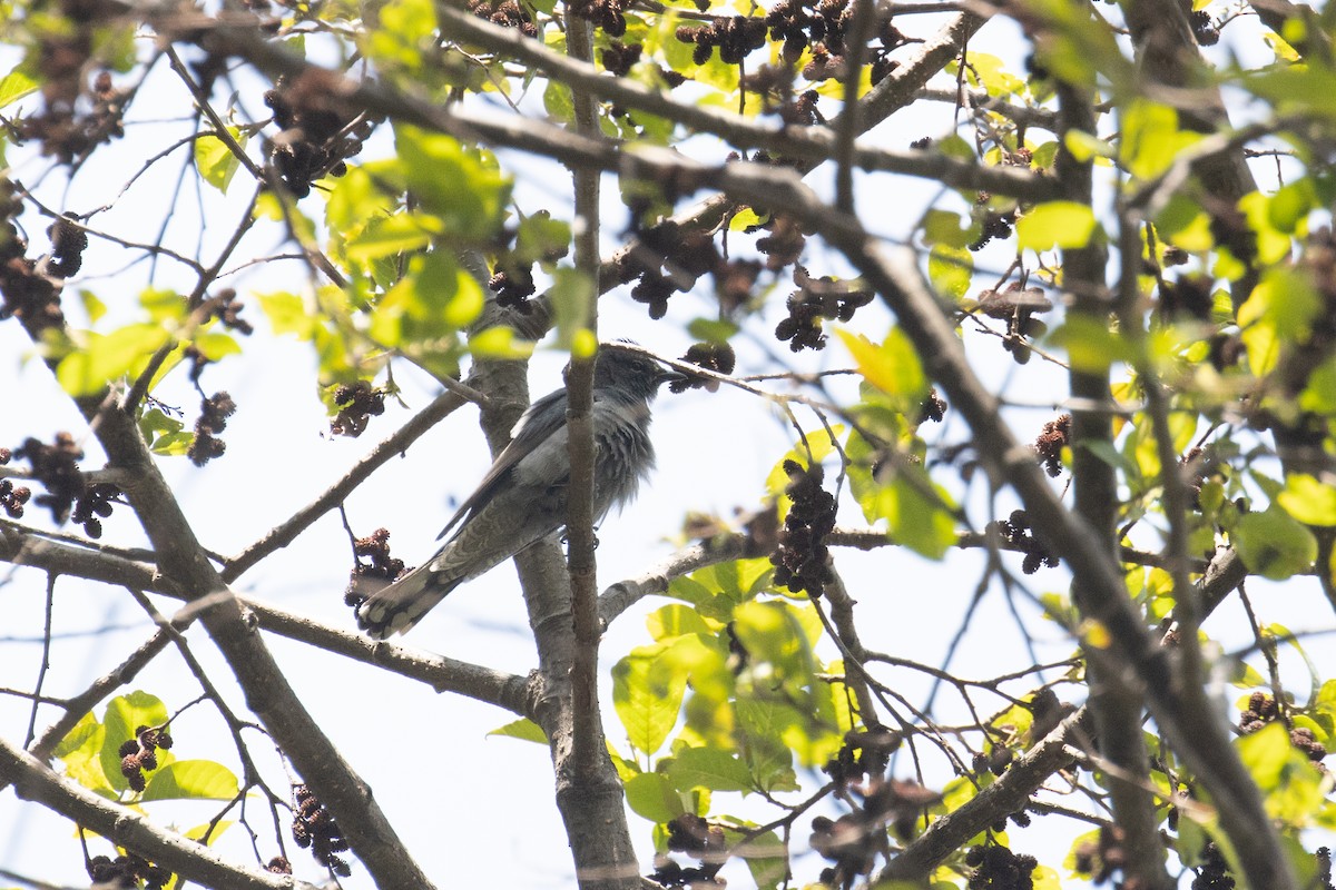 Black-winged Cuckooshrike - ML563006641