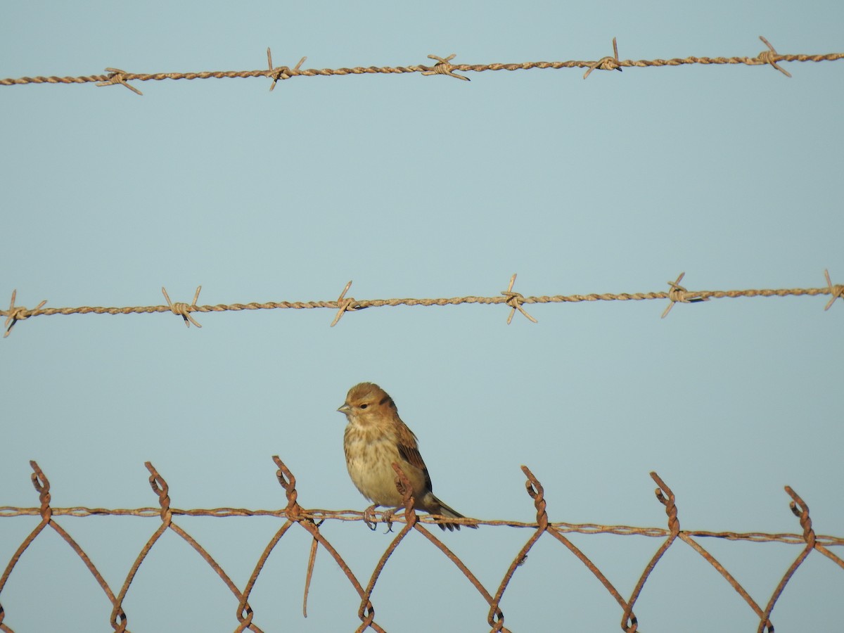 Eurasian Linnet - Nelson Conceição