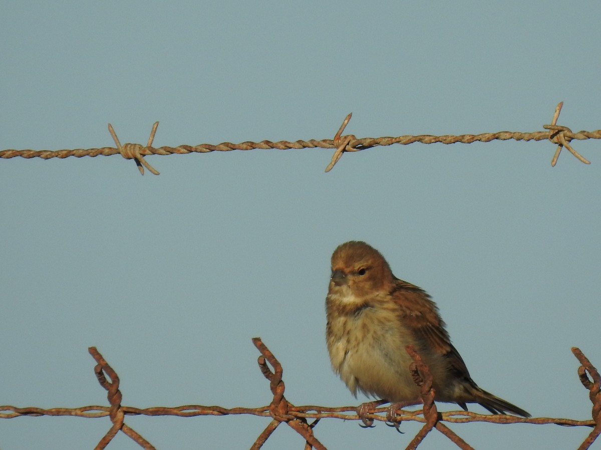 Eurasian Linnet - Nelson Conceição