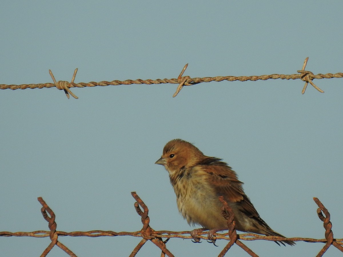 Eurasian Linnet - Nelson Conceição